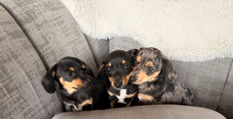 Gorgeous Chiweenie puppies for sale