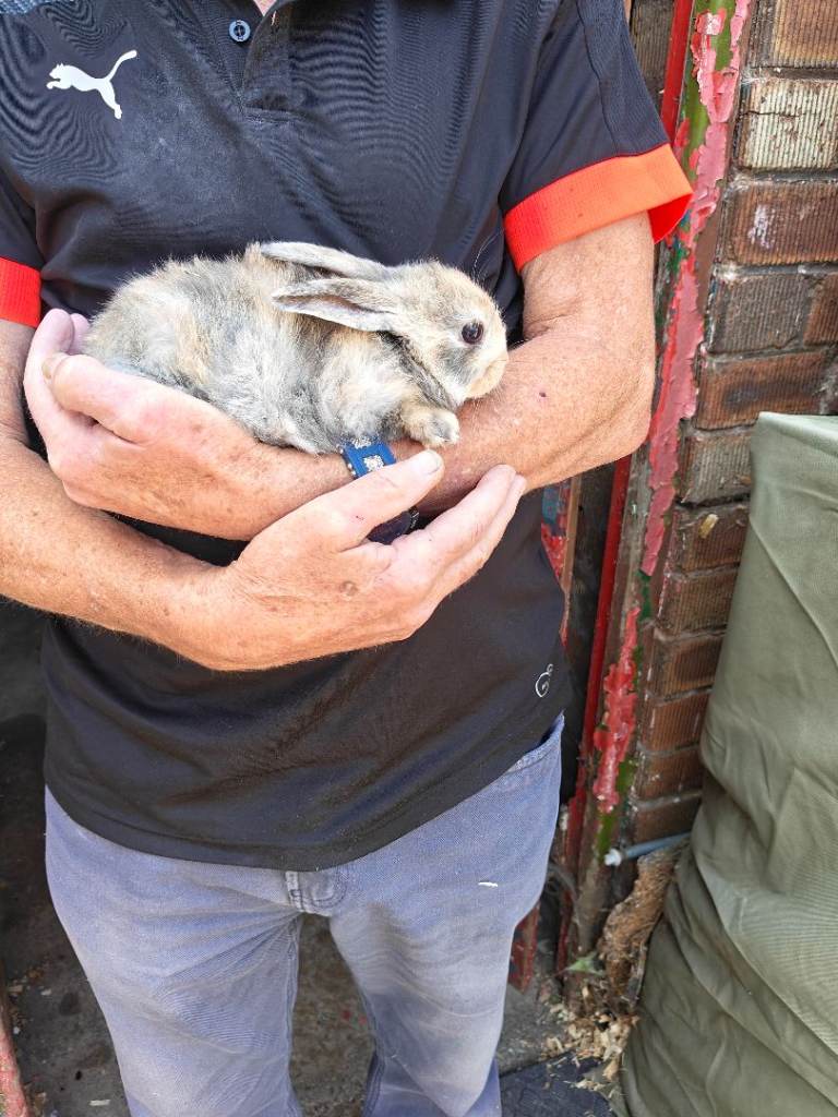 Baby rabbits 