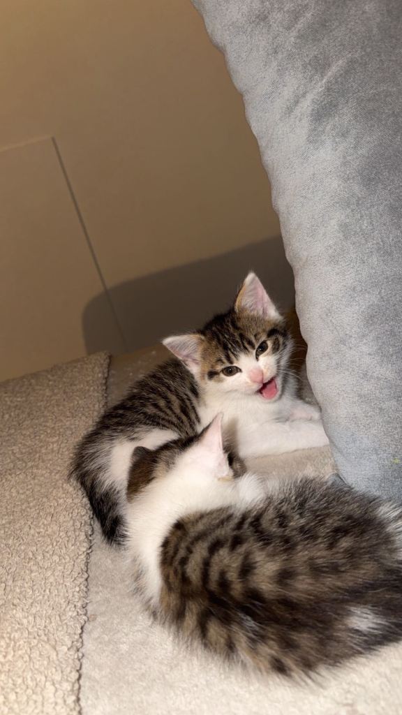 Adorable Tabby and White Kittens Looking for a New Home
