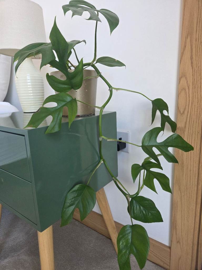 70 cm long Trailing hanging climbing plant houseplant indoor conservatory plant