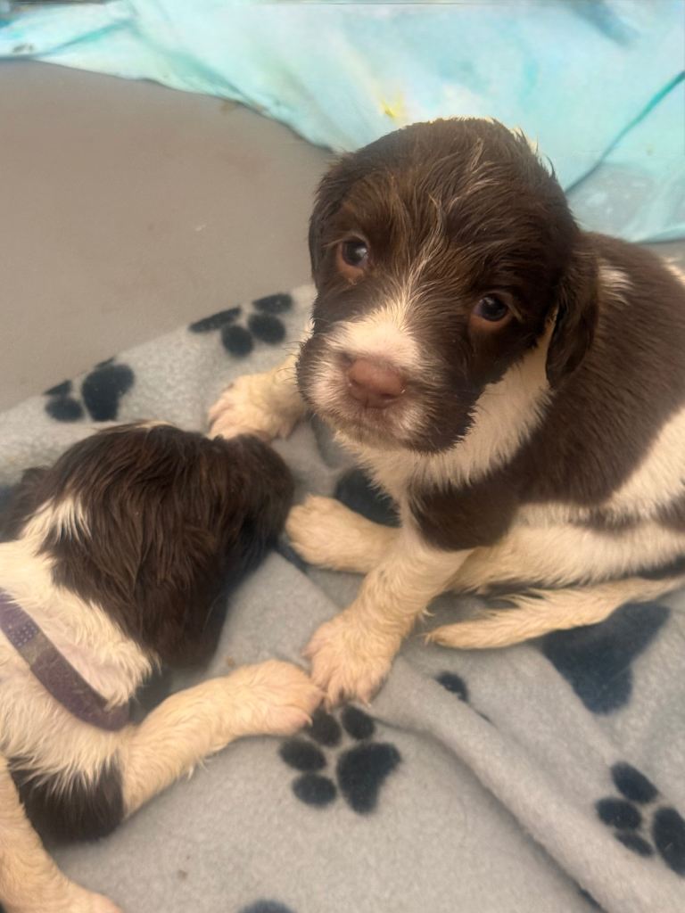 English Springer Spaniels 