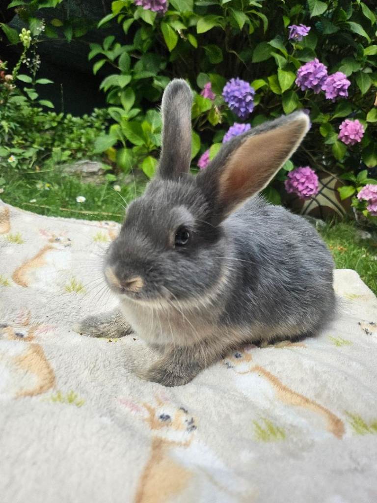 Baby rabbits