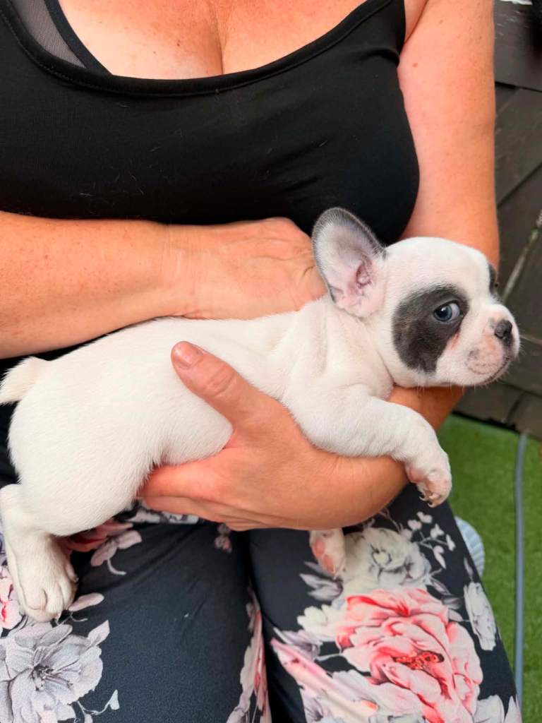 French bulldog puppy 