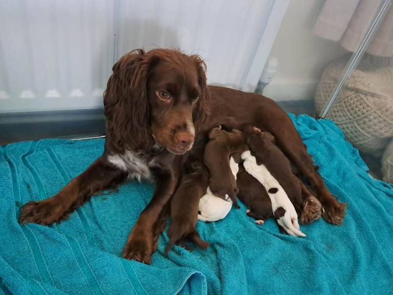 Cocker spaniel puppies 
