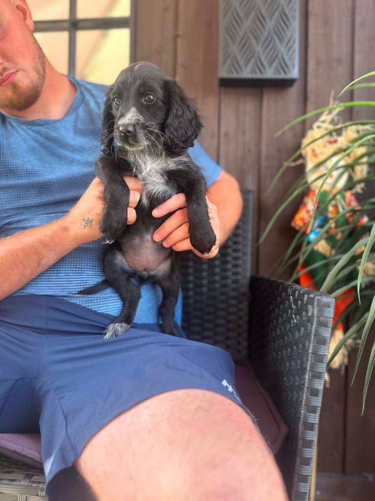 Cocker spaniel pups REDUCED £750