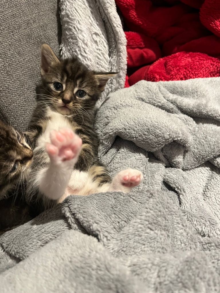     Cute Kittens Looking for Loving Homes In 2 weeks