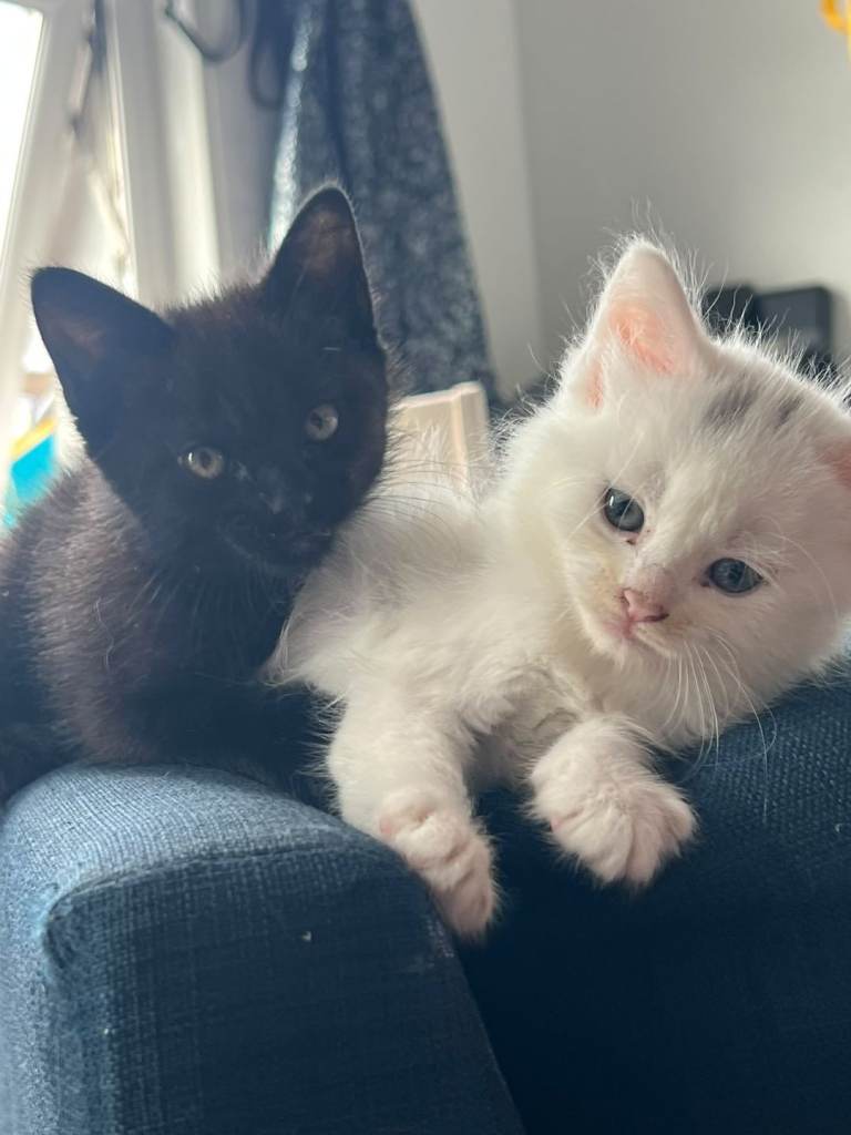 3 Kittens looking for a new home