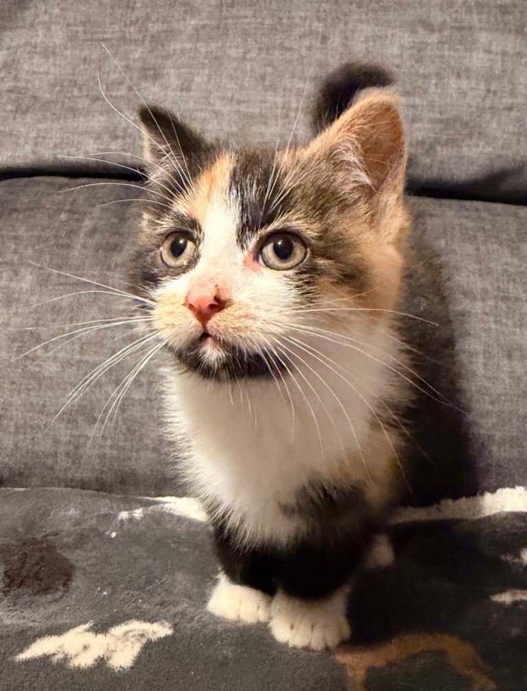 Kittens for sale