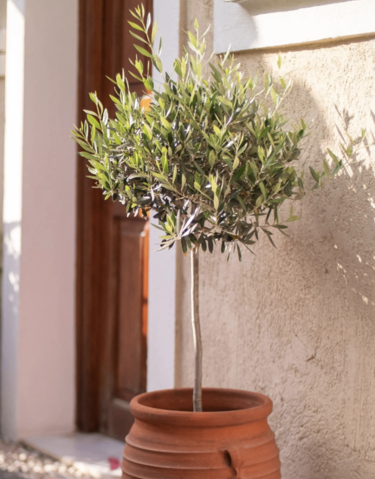 Olive Tree Delivered 🌿