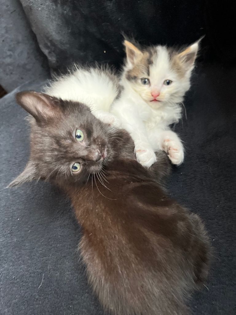 2 beautiful kittens for sale