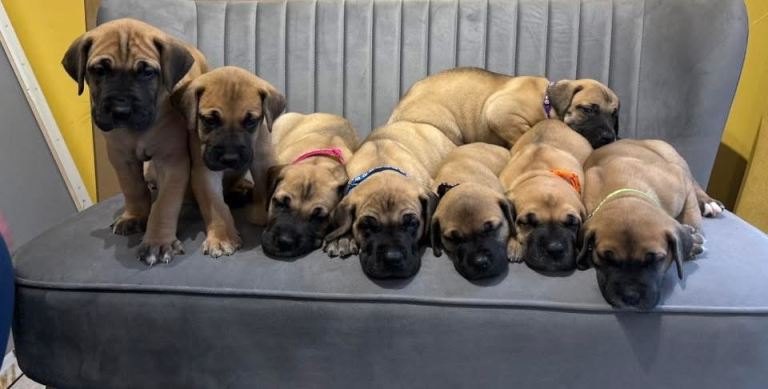 GREAT DANE PUPS