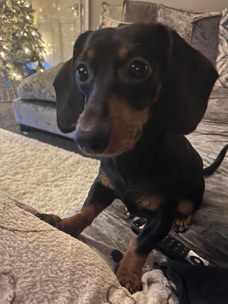 9 month old miniature dachshund 