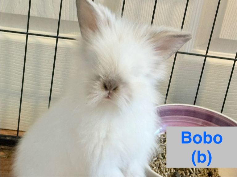 Double Maned Lionhead Babies 
