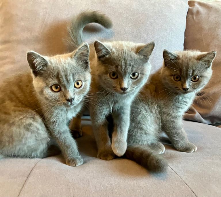 💙 British shorthair 🩷12 weeks old 