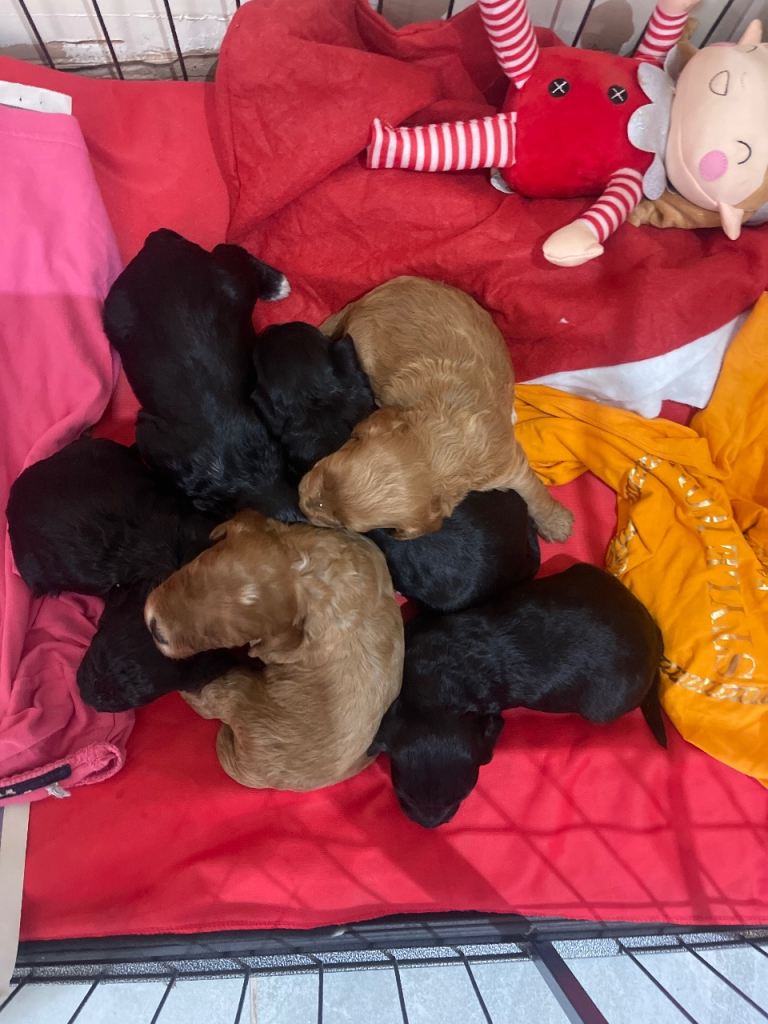 Cockapoo health clear KC parents