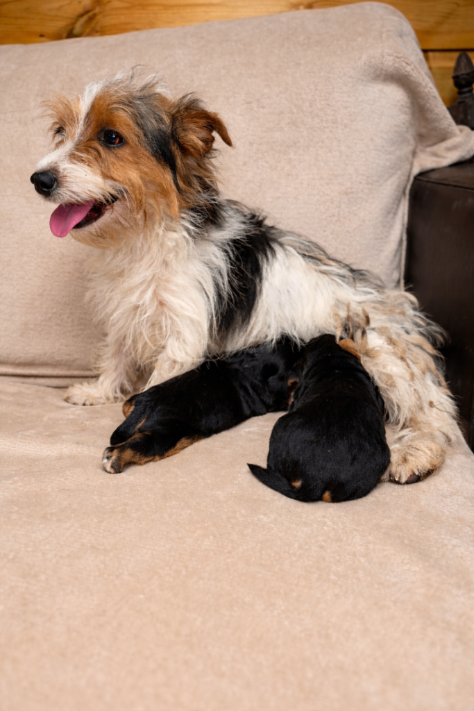 Beautiful Jackapoo Puppies⭐️