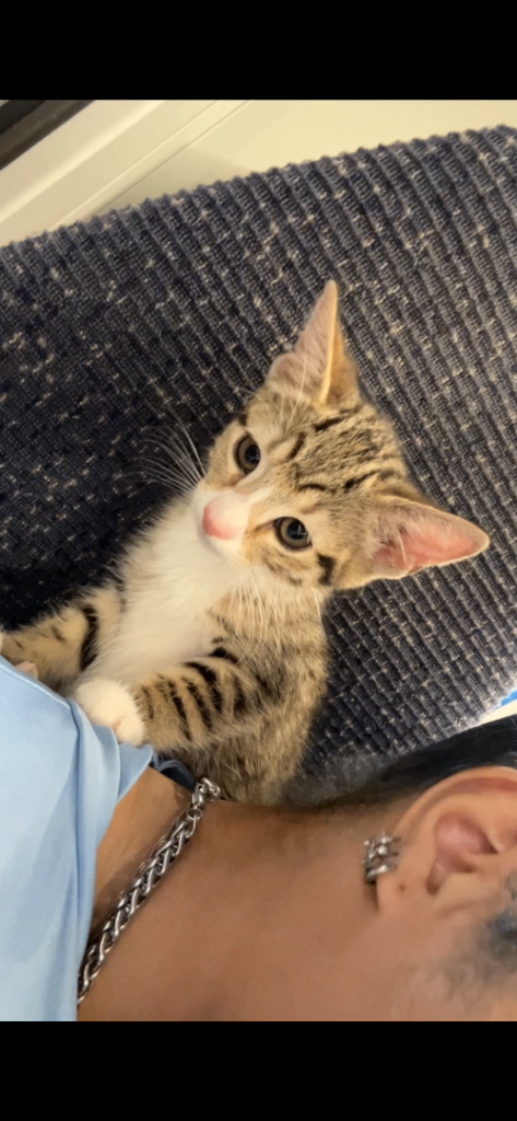 Meet kali the kitten, gentle & full of love 🤍