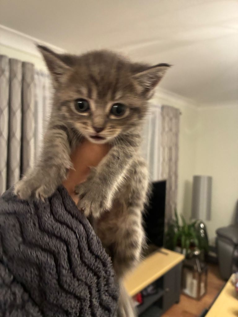 Only 1 girl left 4 Beautiful Half-Ragdoll Kittens 