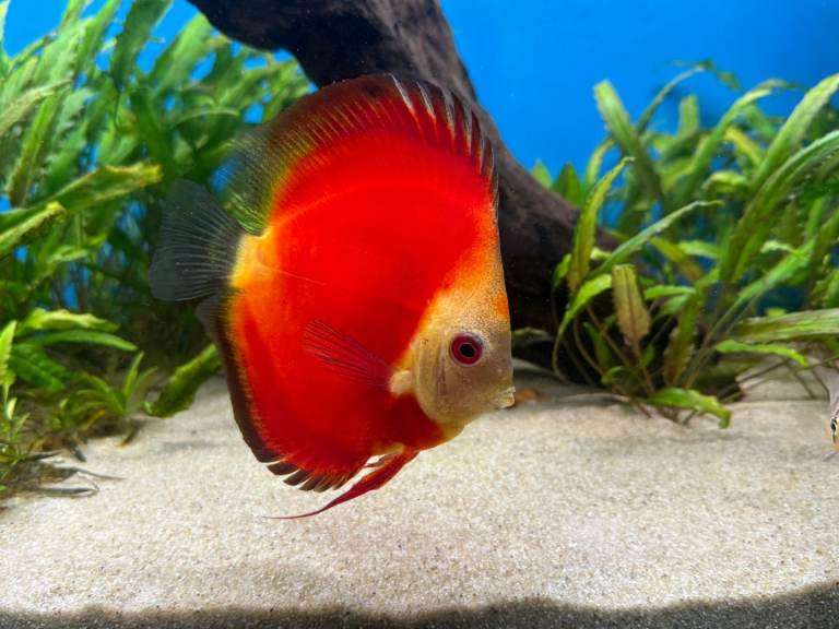 Discus Tropical Fish for Aquarium Fish Tank