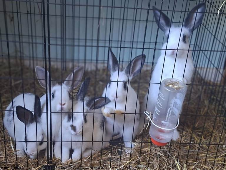 Beautiful English spot rabbits