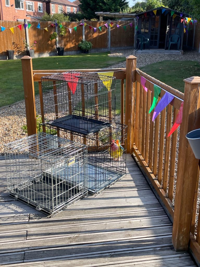 3 dog crates.