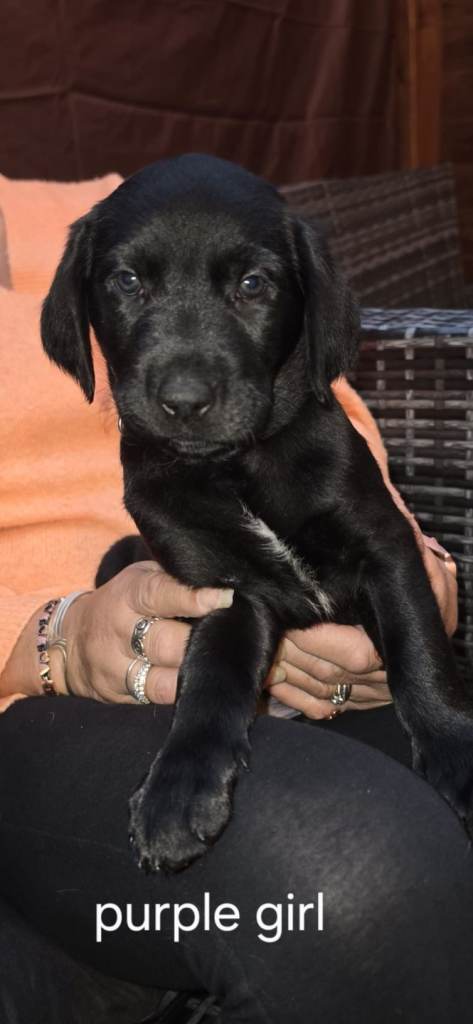 Labrador puppies 6 Left 3M/3F