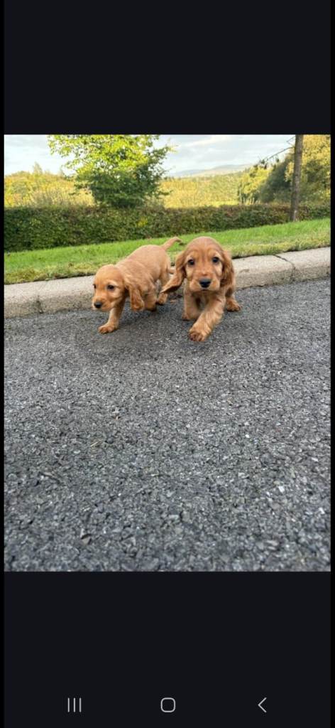 Golden cocker spaniel  pups