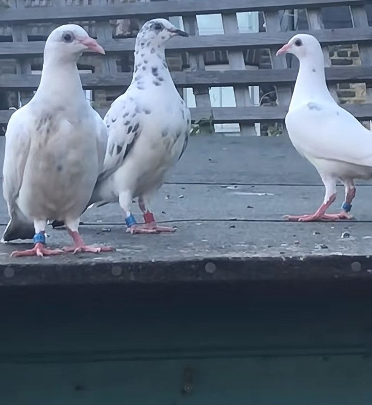 RACING PIGEONS FOR SALE 100% Guaranteed 