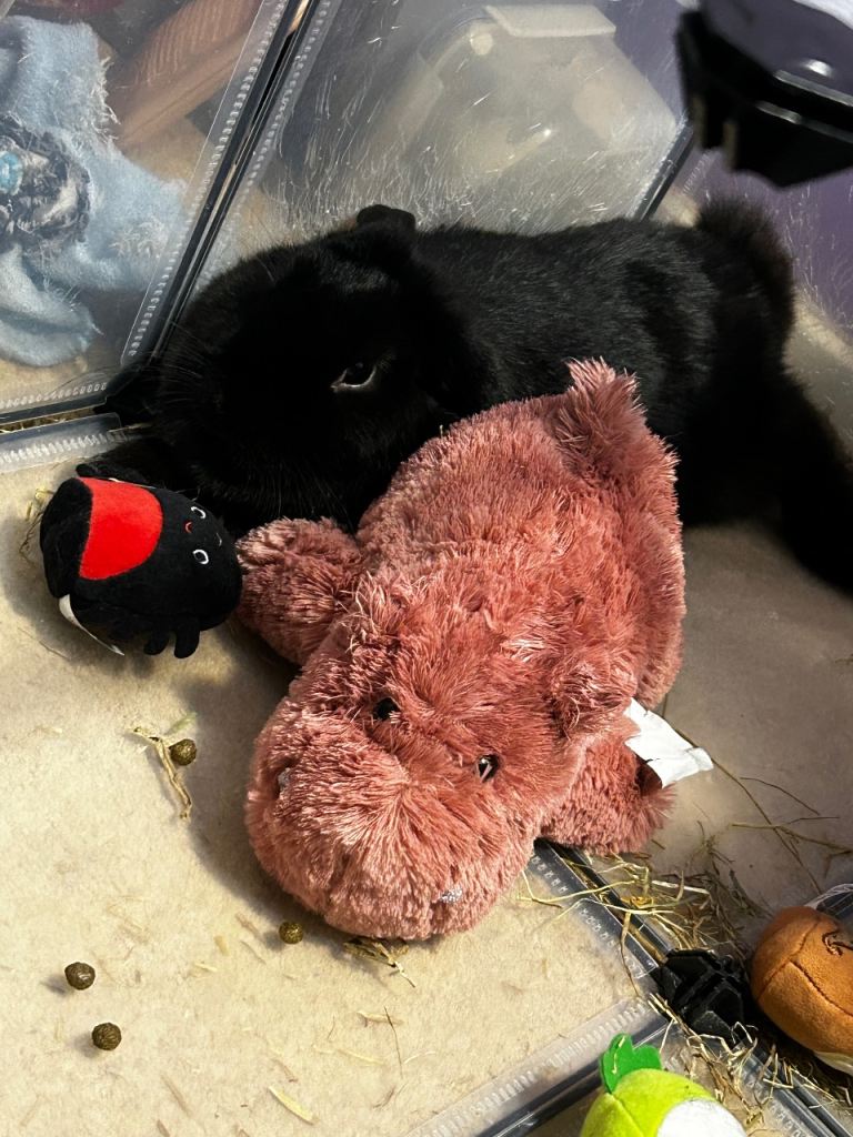 Male and female rabbits