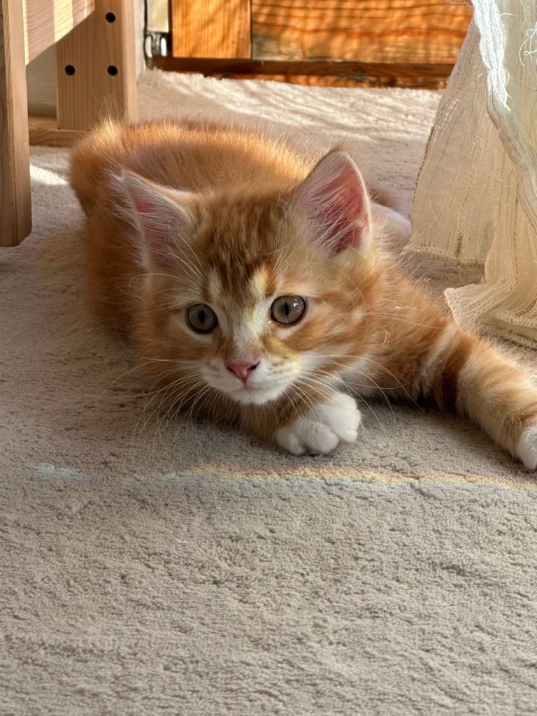 Ginger kitten ready to go a new house 
