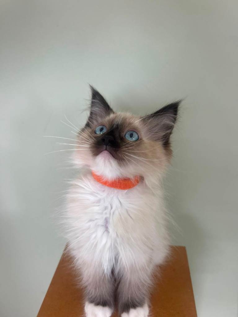 Beautiful Ragdoll Kittens