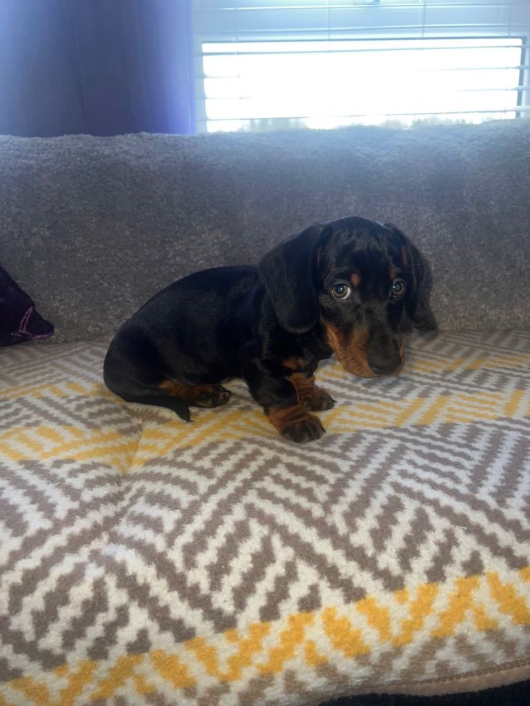 Dachshund puppy
