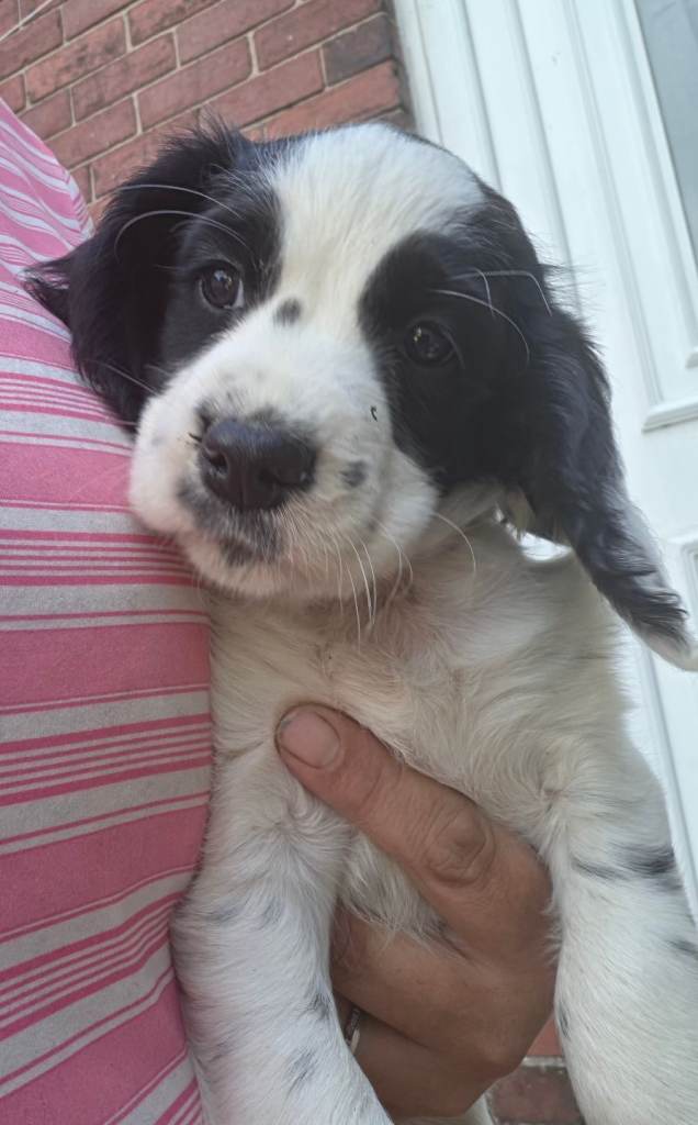 Cocker spaniel puppies