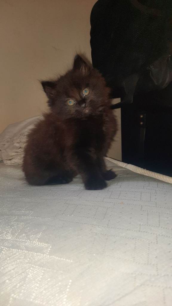 Very lovely and a beautiful cat