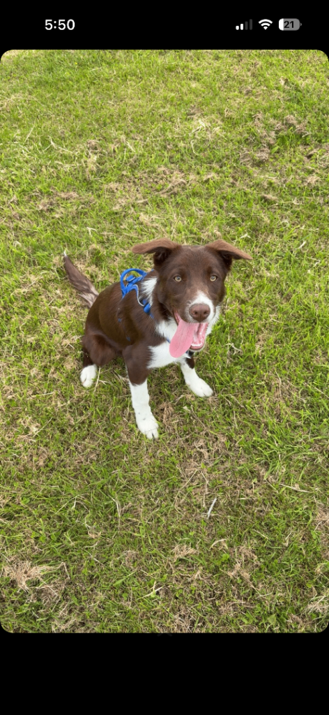 Male collie dog for sale 