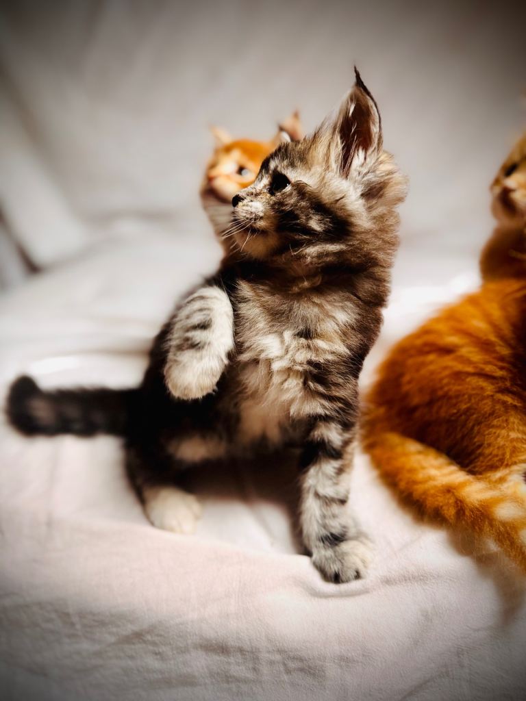 Maine Coon Kittens