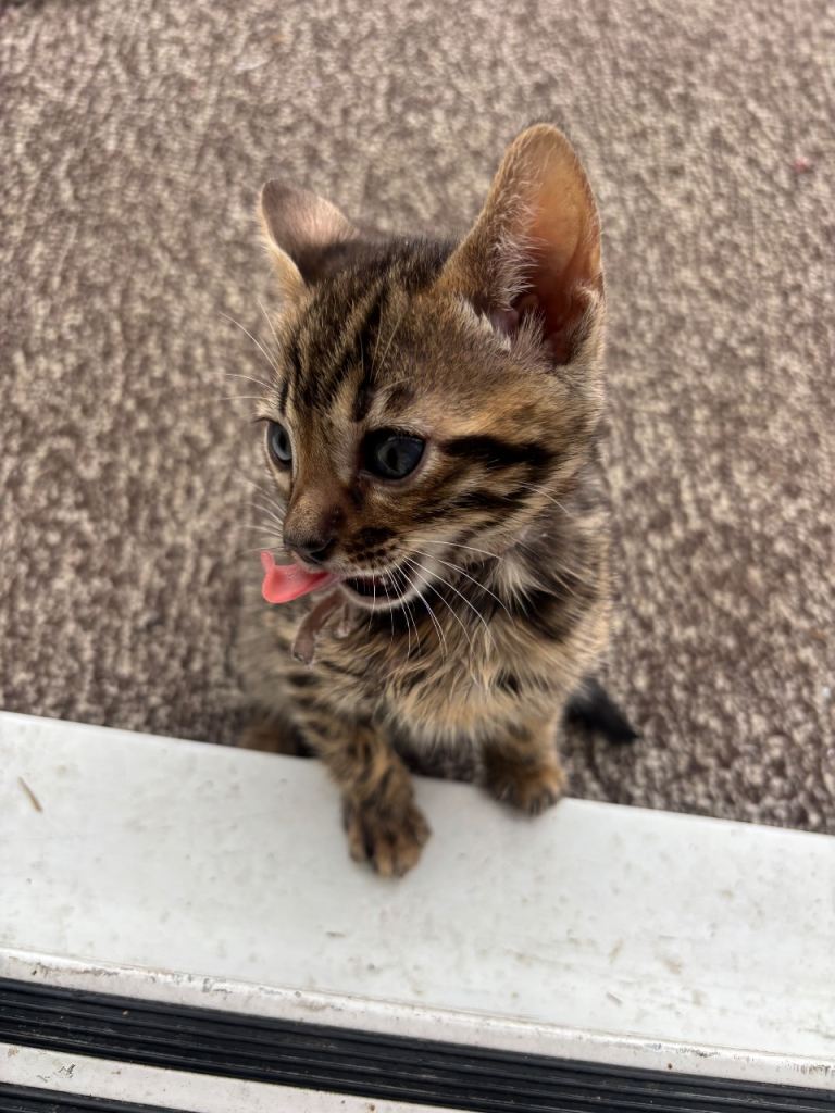 Bengal Kittens Ready For A New Home