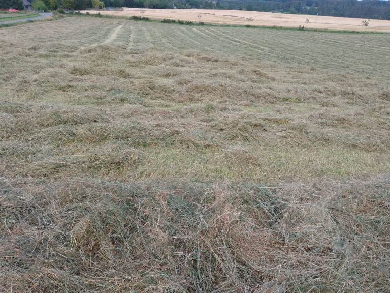 HAY FOR SALE 