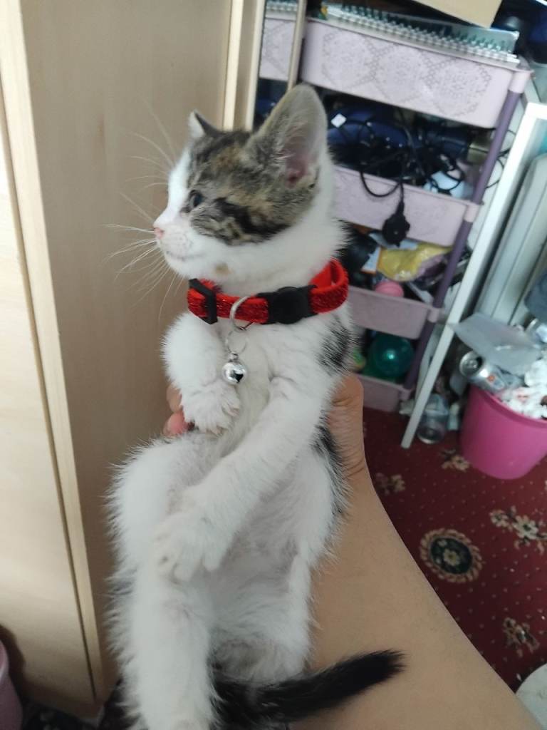 Cat for sale