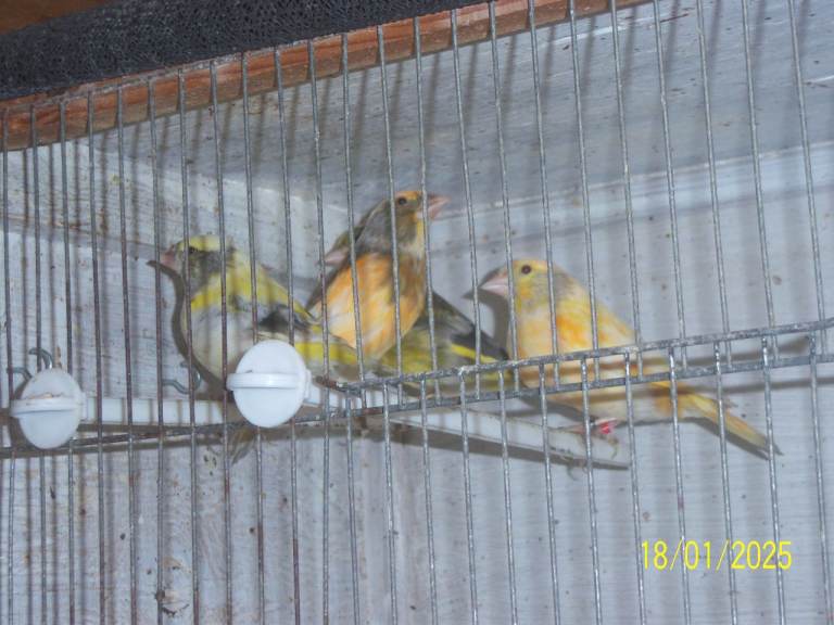 CANARIES