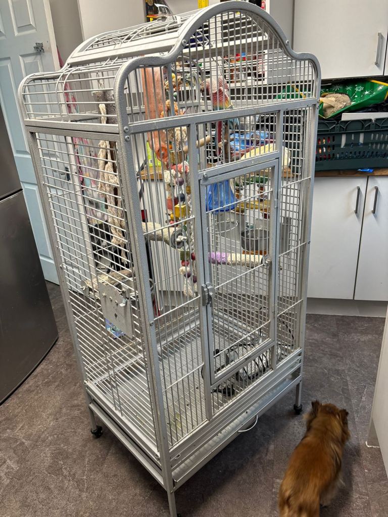 Parrot cage and accessories 