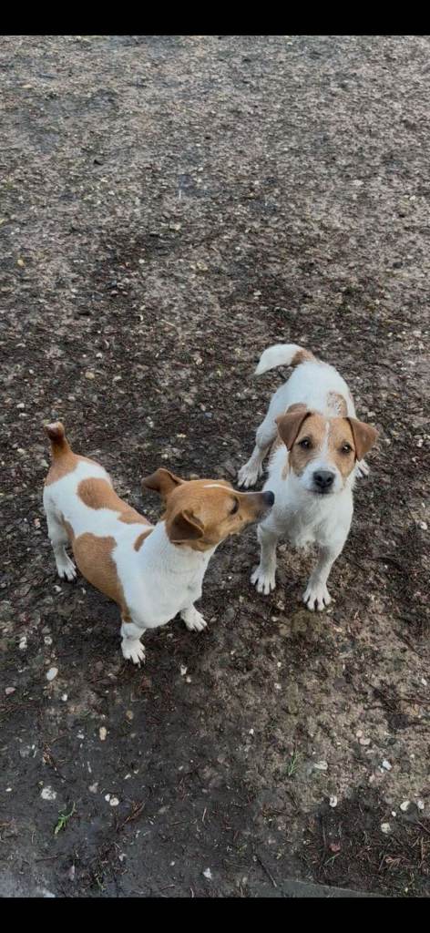 Jack Russell Terrier 