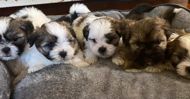 Adorable Shih Tzu Puppies – Ready for New Homes