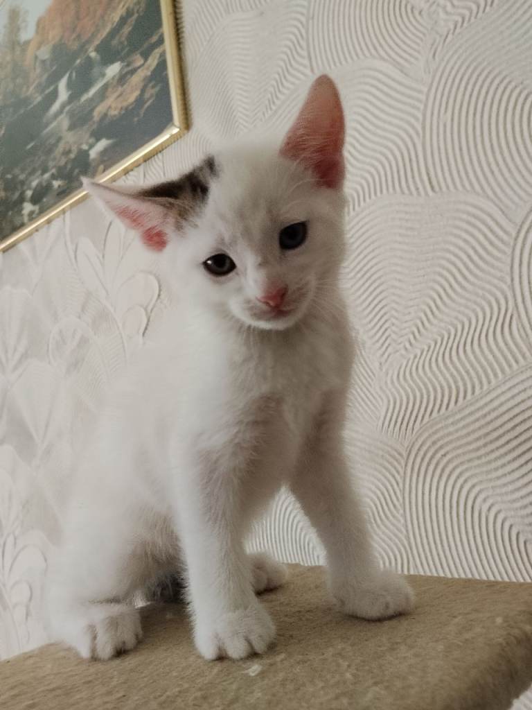 ​4 Adorable & Playful Kittens Looking for a Loving Home!