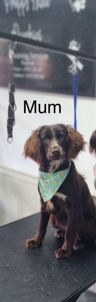 🐾 Gorgeous F1b Sprocker Spaniel Puppies – 5 Males Ready on the 18th December 🐾