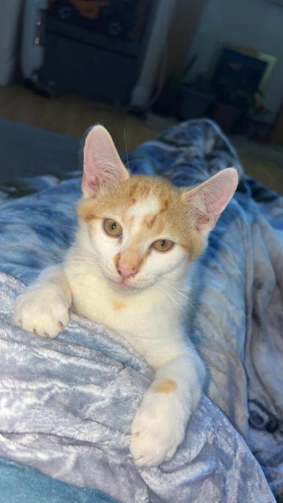 Male kitten 
