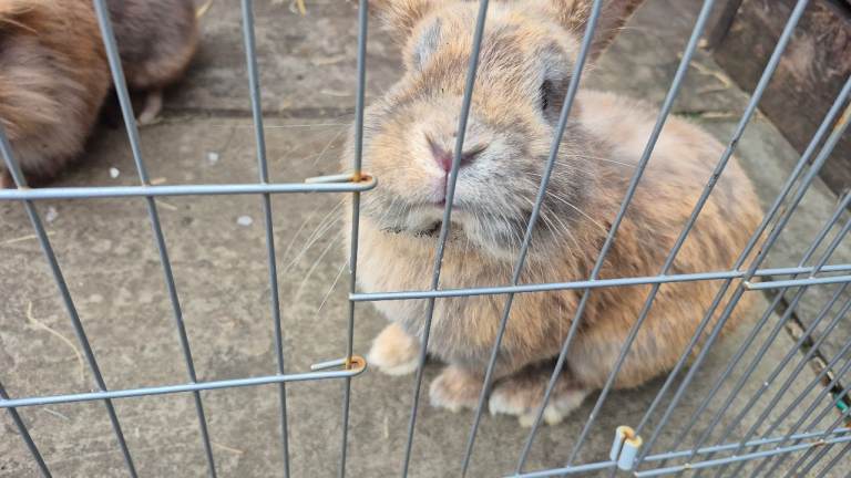 2 male lion mane rabbits