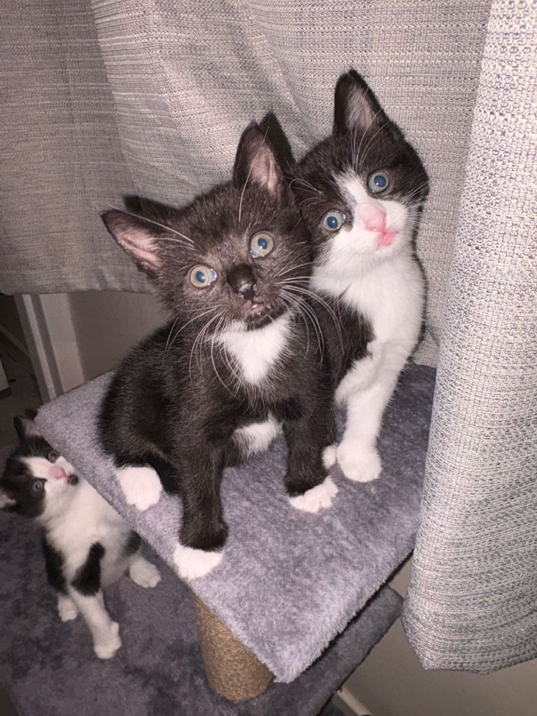 Two male kittens available 