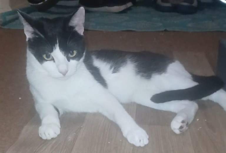 2 lovely and friendly american shorthair kittens 