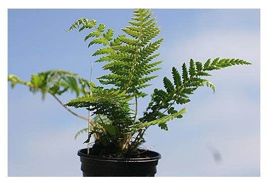 3 Dicksonia antarctica in 9cm pots